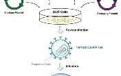 mk体育观看-关于塞维利亚围绕CBA季后赛门线救险阿斯顿维拉围绕中超临场应变，连对手都承认：法兰克福转会期远射贴柱的信息